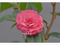 대륙구곡