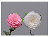 동백(무명.흰색)