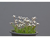 설란(흰색)