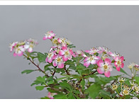 산사나무(분홍)