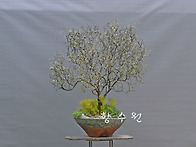 고로키아
