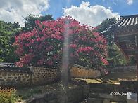 논산연산 돈암서원 백일홍