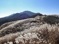 장안산 억새