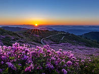 황매산 철쭉