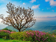 황매산