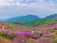 황매산 파노라마