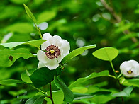 덕산 야생화