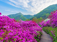 완주 화산 꽃동산
