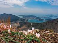 산자고(부족한 부분 AI가..