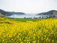 청산도에서