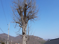 위봉배