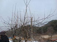 26년 봄 토종과일나무 수..