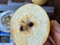 산돌배의 매력