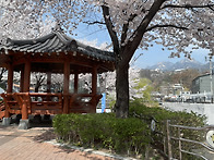 부암동능금나무 보러갔어요