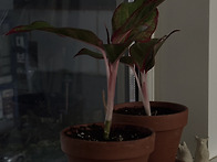 새로운 칭긔가 찾아왓서요