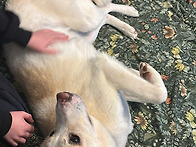 캐나다로 간 동동..