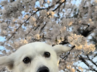 마음이 개인기쇼(..