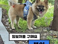 [임보요청] ..