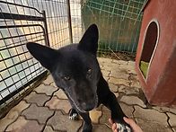 칸쵸와 초코가 해..