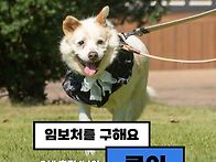 [임보요청] ..