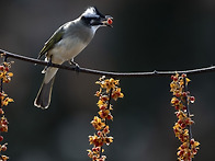 검은이마직박구리