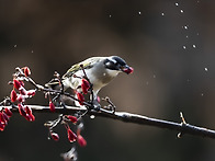 검은이마직박구리