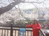 4월12일(일)수목원(만개한..