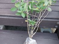 목수국세일,
