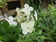 수국 이름 알려주세요.