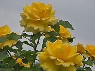 변덕 ㅡ