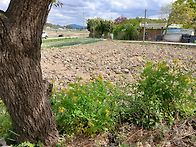 명자가시에 찔리다