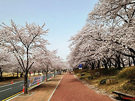 경주 벚꽃 스넵 &#65308;21032..