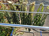 무청 시래기&#4514;ㅋ