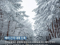 제주에 눈구경 오..