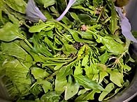 운동겸 시금치캐러