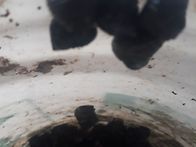 보말&#4514;