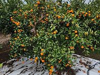 노지감귤.타이벡귤.노지황..