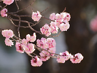 경복궁 홍매화