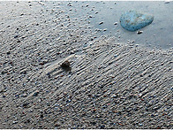 해변가 벚꽃잎 낙화.