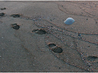 해변가 흔적 . 오늘아침 ..