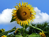 해바라기...