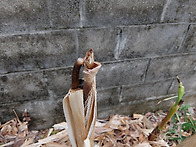 파초-신비한 자연..