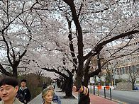 여의도 윤중로벚꽃