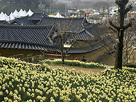서산 유기방 가옥 수선화 ..