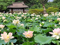 세미원을 다녀왔어요/7월 ..