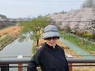 양재천 벚꽃에서