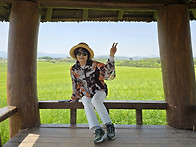 전북 고창 청보리밭(202..