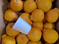 제주 하우스한라봉