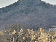 221119(토) 함안 등검은말..