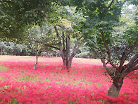 선운산 상사화~